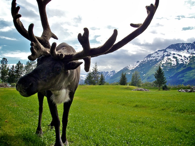 Rudolph